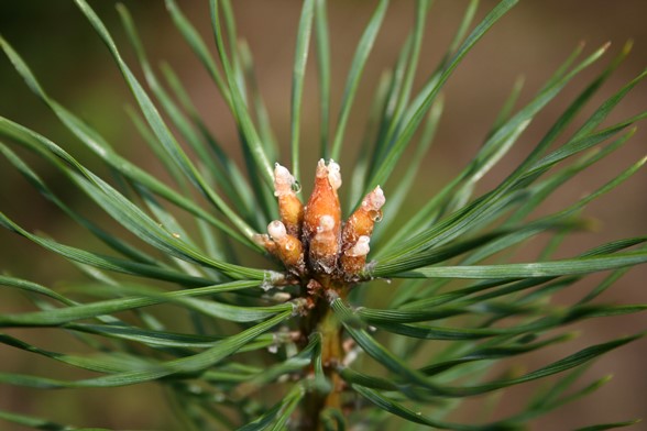 24-Pinus 
